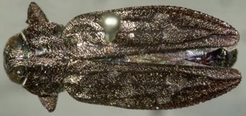 Media type: image;   Entomology 8117 Aspect: habitus dorsal view